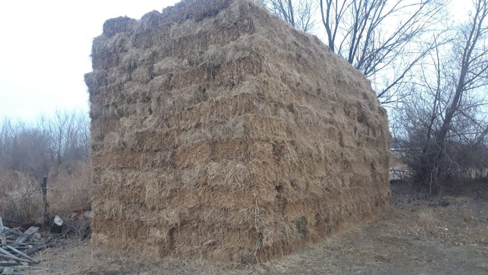 продаю пресованое луговое сено