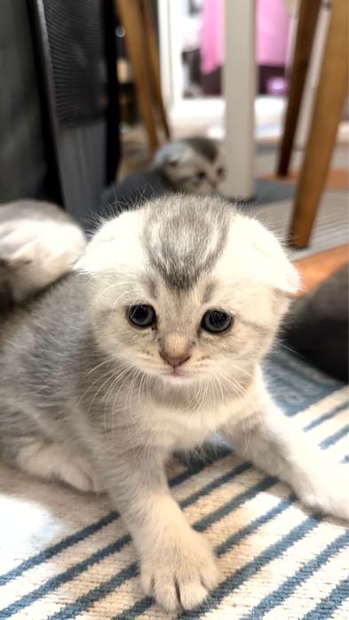 Шотланские пушистики серебро