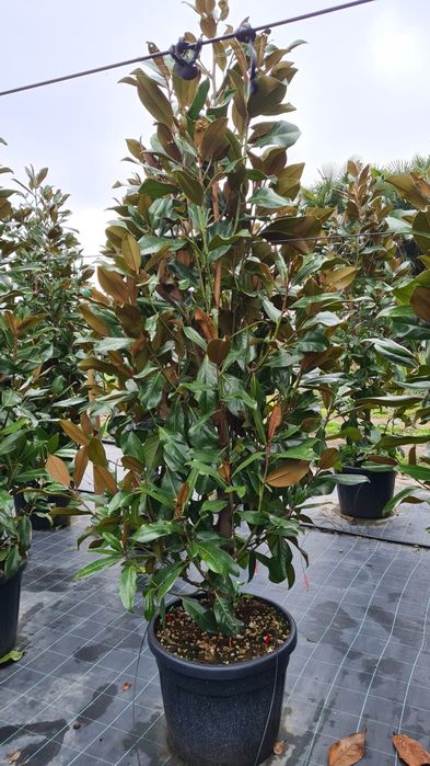 Magnolia grandiflora mai multe dimensiuni