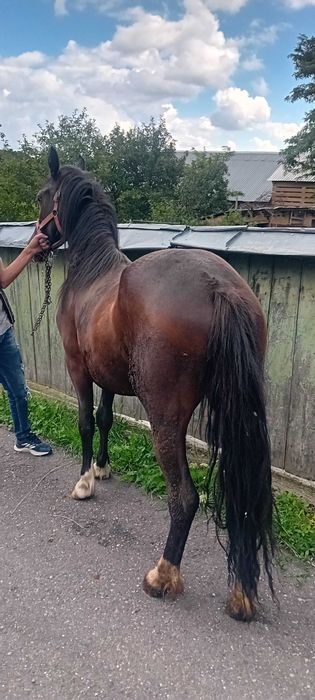 Vând mânză de 2 ani împliniți pe 17.07.2026, neinvatată la ham