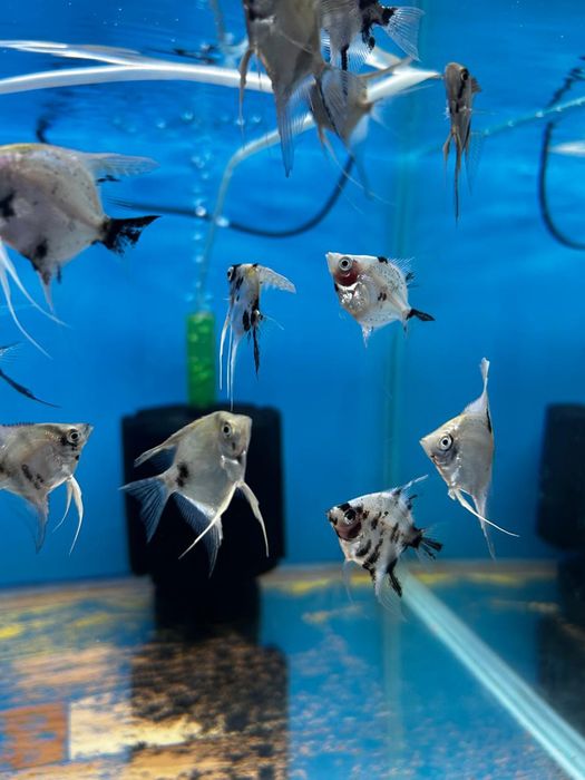 Аквариумные рыбки.