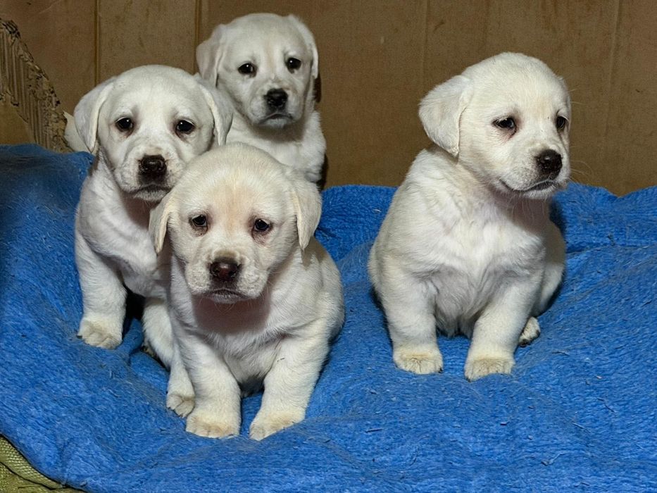 Продавам кучета Лабрадорчета мъжките 300лв,женските 200лв.