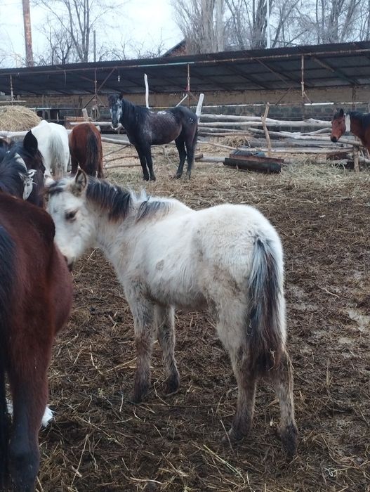 Тайлар сатам 5 бас.