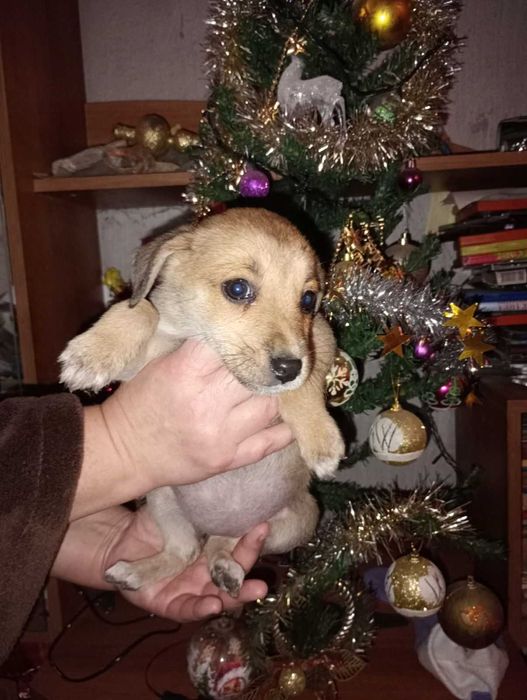 Подарявам кученца