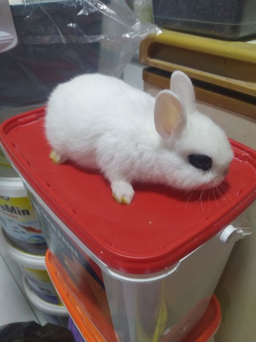 Кролик мини декоратиний