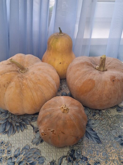 Продается сладкая ароматная тыква.