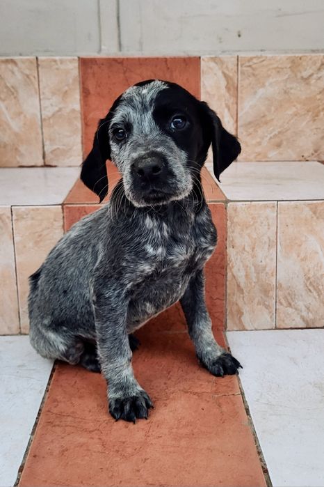 Brac german par scurt