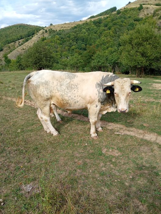 Taur albastru belgian