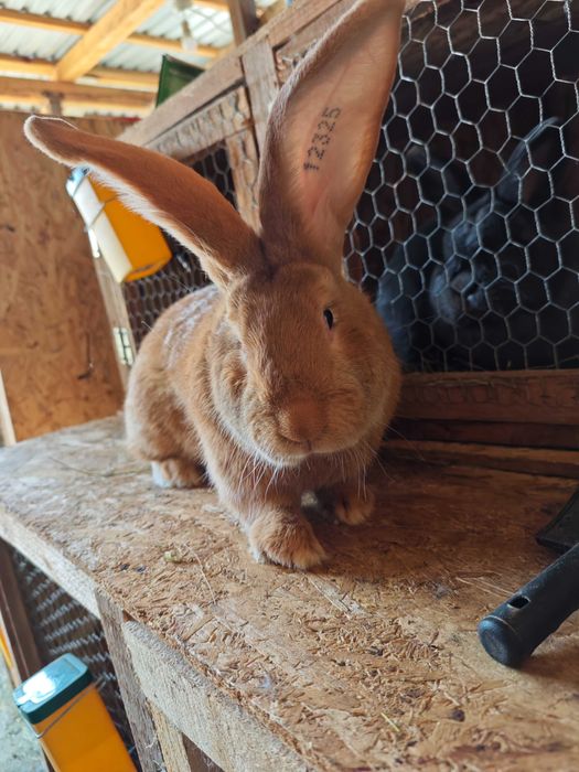 Iepuri Uriaș German