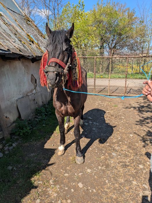 Vând iapă de opt ani