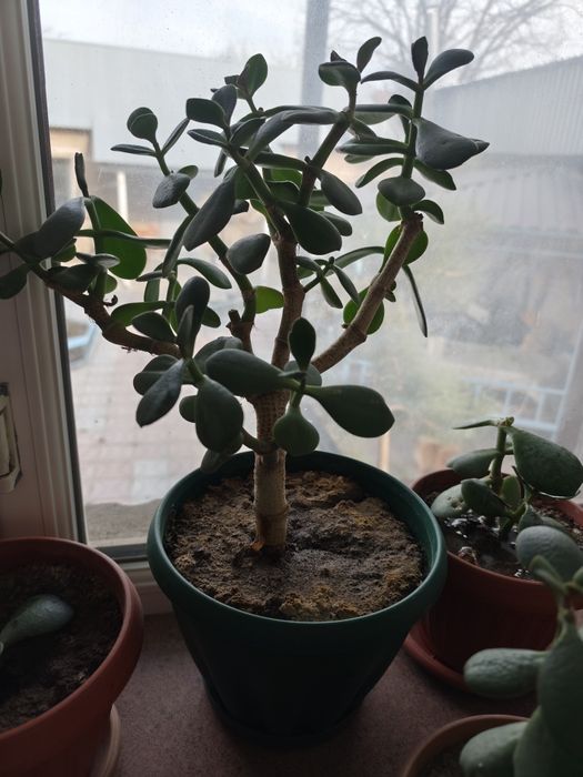 Денежное дерево ( Толстянка) молодое