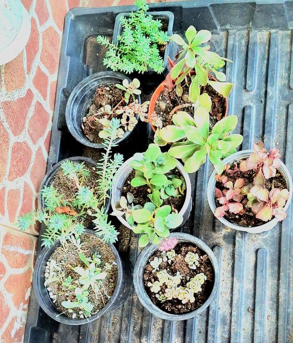 Plante  perene rezistente la inghet