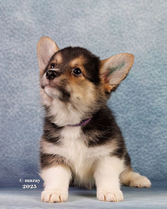 Вельш пемброк корги