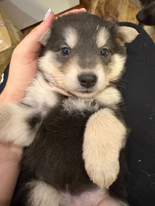 Щенок хаски. Девочка.