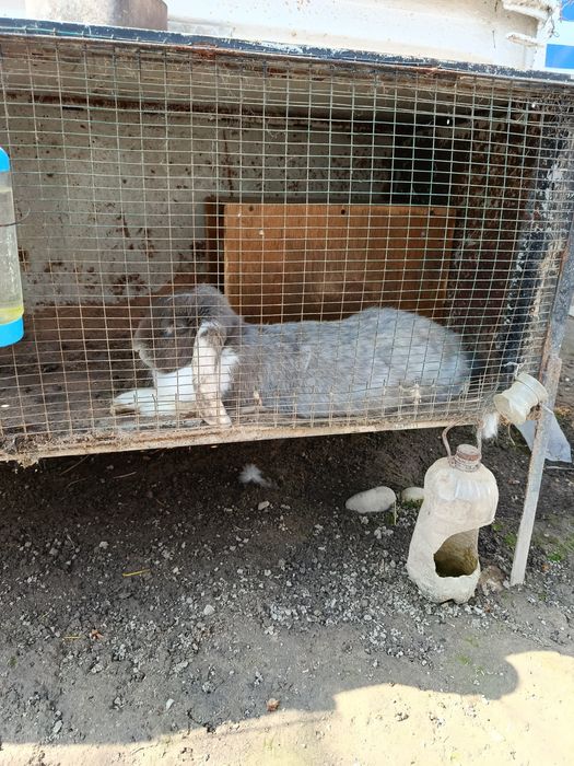 Крольчиха парода баран с детишками