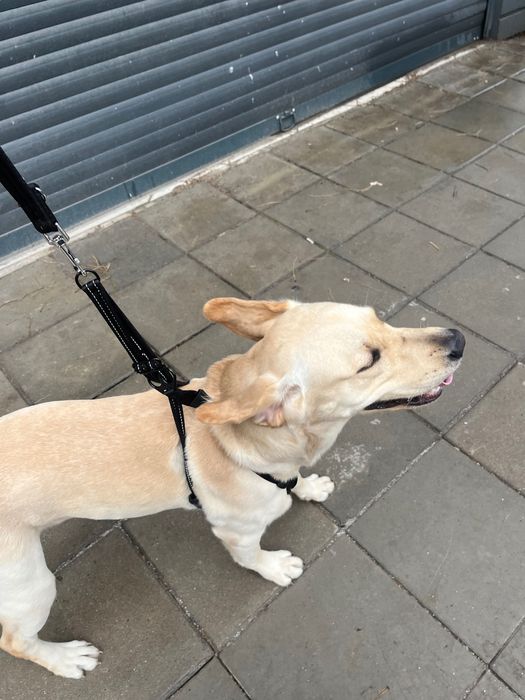 Разходки и грижи за кучета