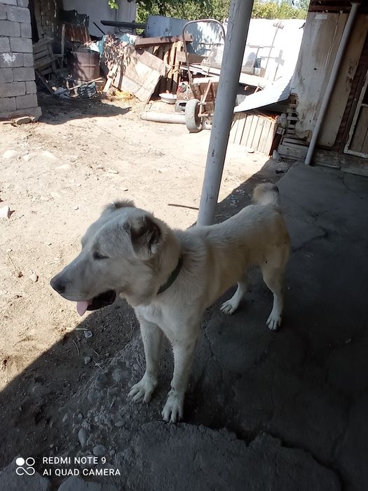 Алабай полтора лет