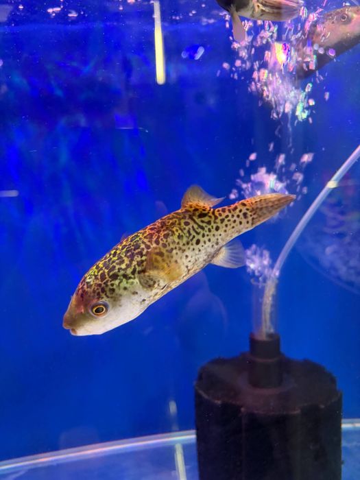 Baliq magazing assartiment kotta