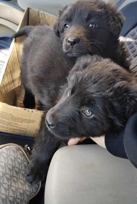 В самые добрые ручки