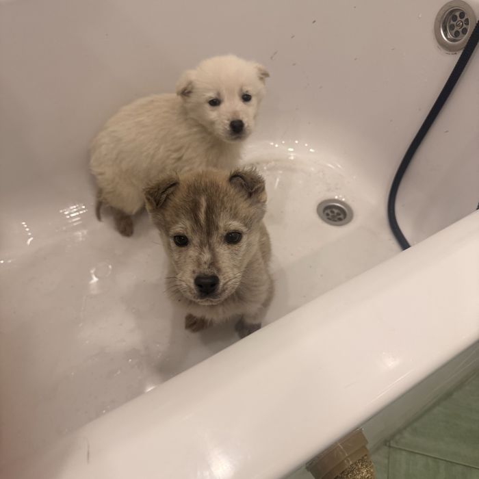 Отдам щенков Лабски