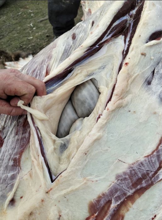 Мясо конины с фермы