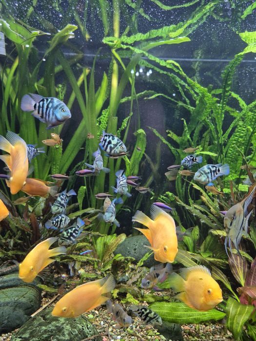 Попугай сапфировый