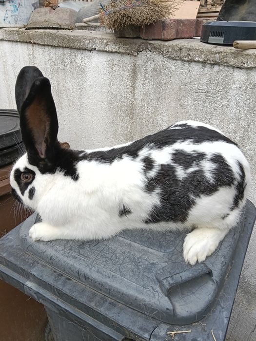 Vând cuști de iepuri și iepuri