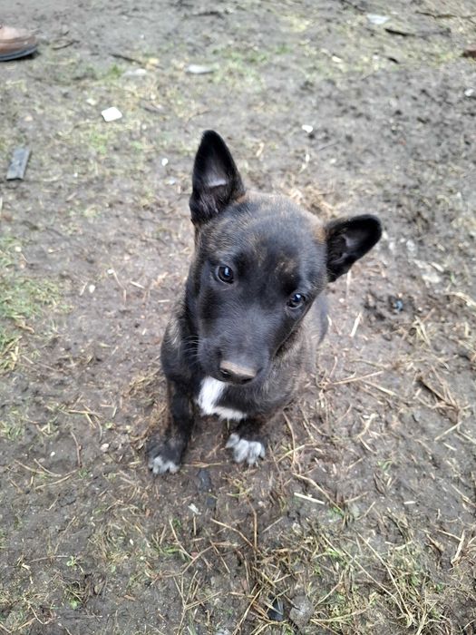 Кученца на 65 дни