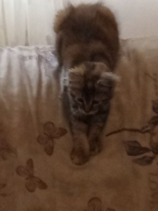 Отдам котку 3 месяца