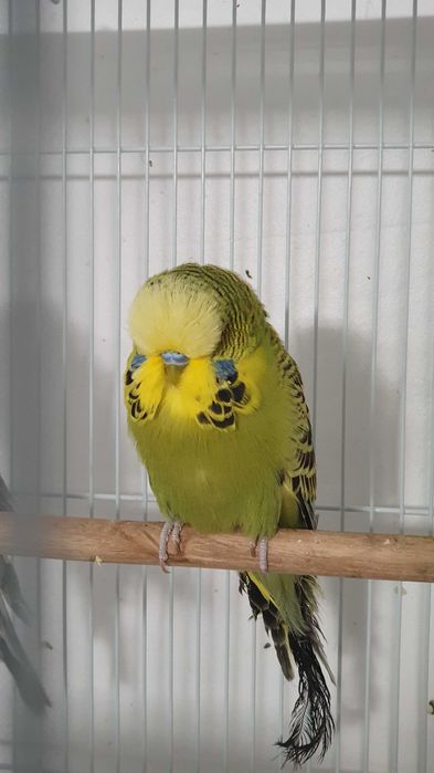 Perusi standard - Un baiat olive green si o femela light green -12luni