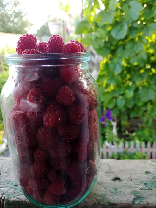 Продам малину, 19 сады-огороды