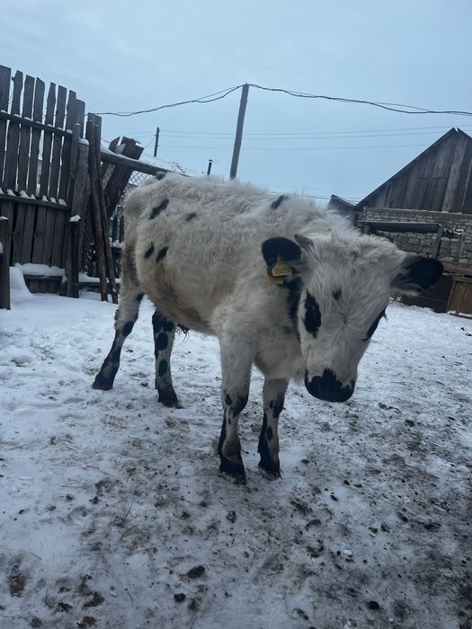 Бычок 8 месецев