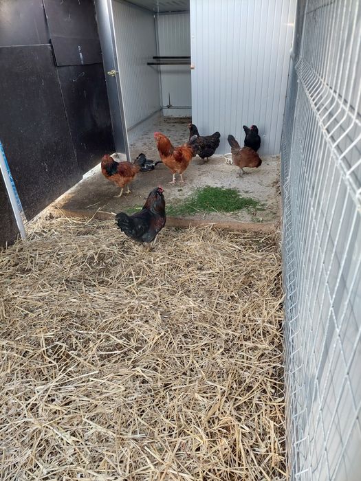 Marans,Vorwerk, Australorp..
