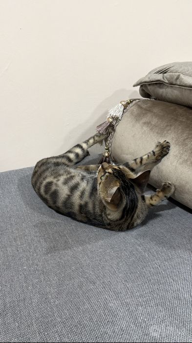 Bengal mushugi 1 yosh, qiz bola