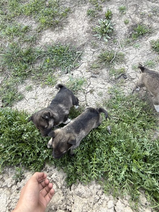 Лайка 1жарым айлык