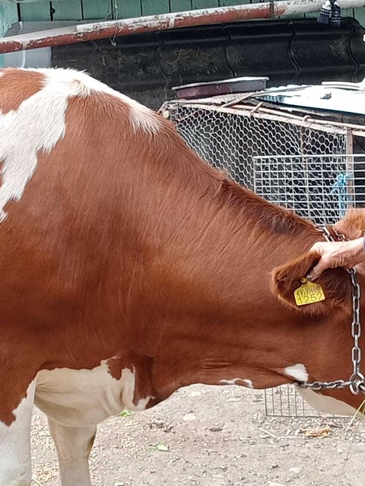 Vindem vaca in localitatea siniacob