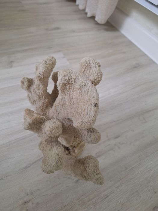 Дерево коралловый