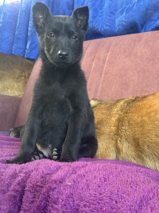 Catelusa ciobanesc german cauta casuta