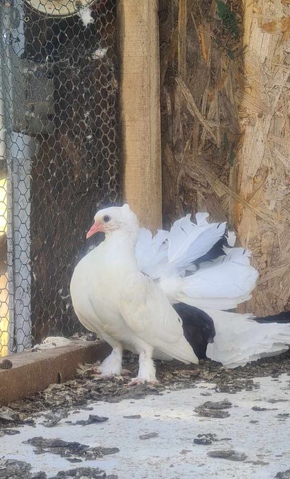 Vand porumbei Curcani motati si incaltati