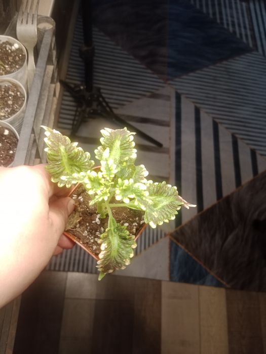 Продам колеусы по 500тг