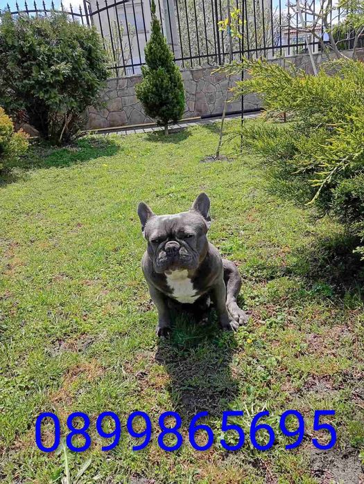 Син Френски булдог / Blue french bulldog