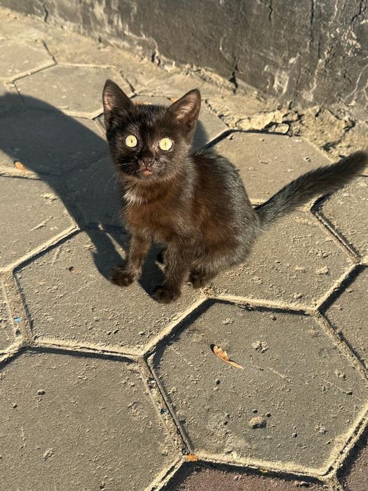 Отдам котенка, бесплатно
