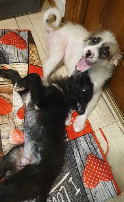 отдам щенков в хорошие руки