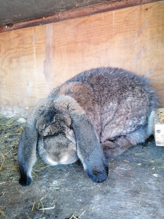 Berbec german și UG