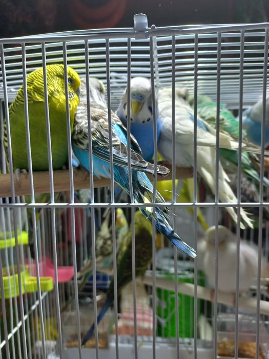 Волнистые попугаи