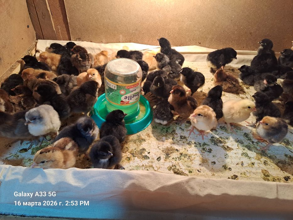 Продаются домашние цыплята