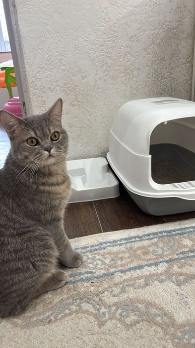 Кошка британский