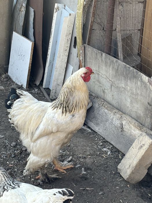 Продам петухов молодых