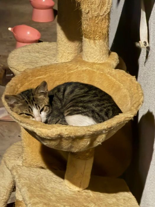 Adopție pui pisică