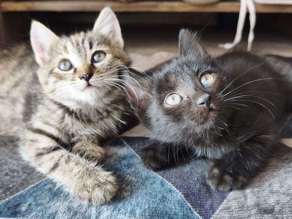 Отдам бесплатно котят
